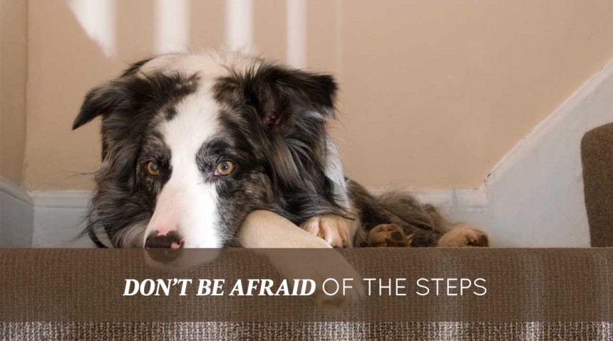 Afraid of the steps
