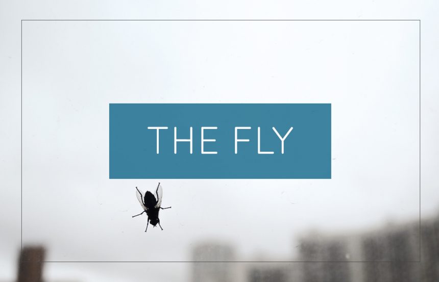 the-fly